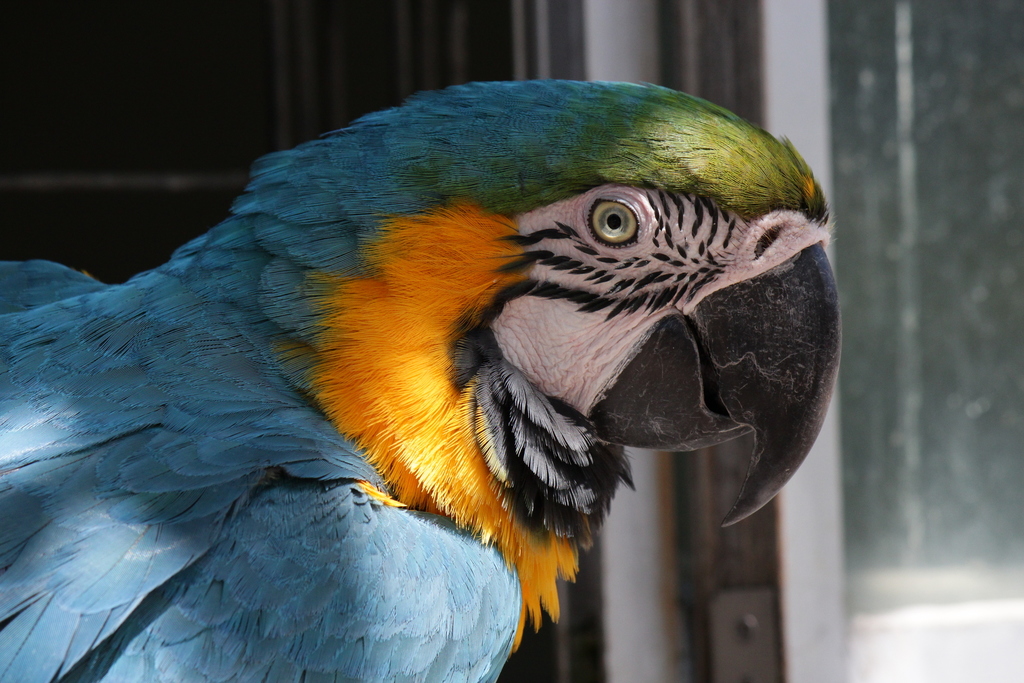 Blue-and-yellow Macaw (Adventure world. Shirahama, Wakayama prefecture,  Japan) · iNaturalist