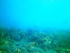 Arctocephalus