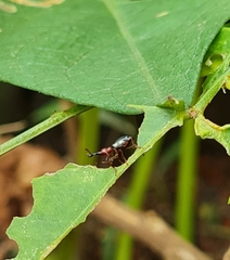 Cylas formicarius