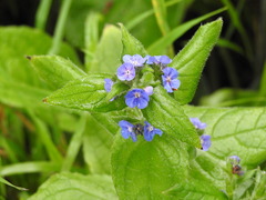 Pentaglottis