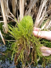 Drepanocladus