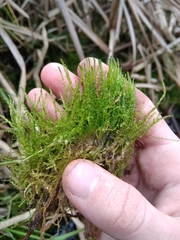 Drepanocladus