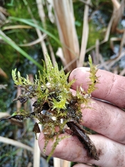 Drepanocladus