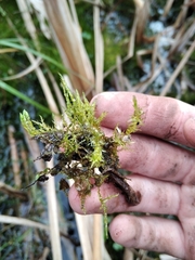 Drepanocladus