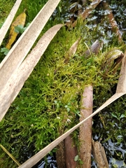 Drepanocladus