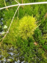 Drepanocladus