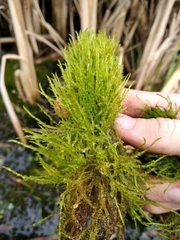 Drepanocladus
