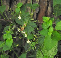 Justicia scandens