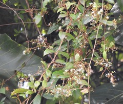Ichnocarpus frutescens