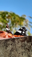 Vanessa atalanta atalanta