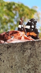 Vanessa atalanta atalanta