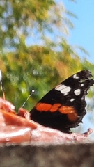 Vanessa atalanta atalanta