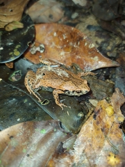 Hamptophryne boliviana