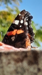 Vanessa atalanta atalanta