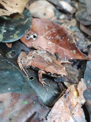 Hamptophryne boliviana