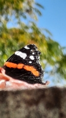 Vanessa atalanta atalanta
