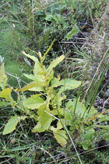 Senecio rufiglandulosus