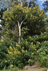 Senna spectabilis