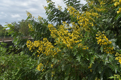 Senna spectabilis