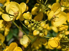 Senna spectabilis