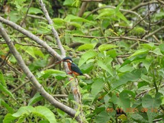 Alcedo atthis