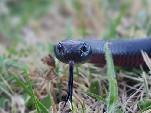 Red-bellied Black Snake, Vale Park SA 5081, Australia, photo 10 of 10