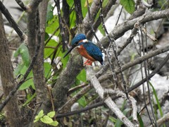 Alcedo atthis
