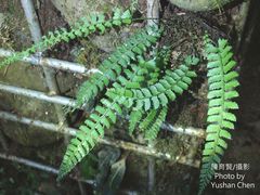 Polystichum hancockii