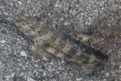 Cryptocentrus leptocephalus