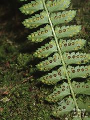 Polystichum hancockii