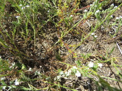 Lastarriaea coriacea