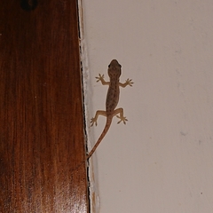 Hemidactylus frenatus