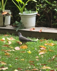 Streptopelia chinensis