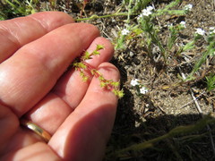 Lastarriaea coriacea