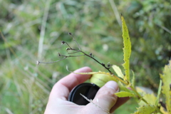 Senecio rufiglandulosus