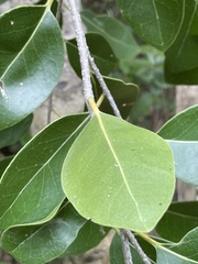 Drypetes diversifolia