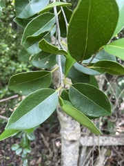 Drypetes diversifolia