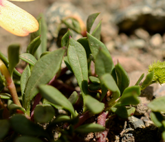 Montiopsis andicola