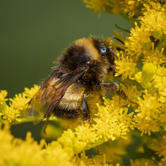 Bombus terricola image