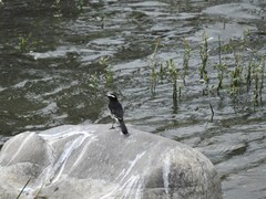 Motacilla maderaspatensis