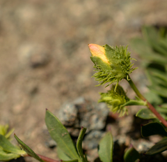 Montiopsis andicola