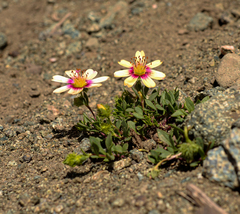 Montiopsis andicola