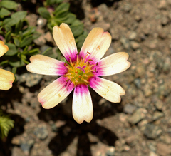 Montiopsis andicola