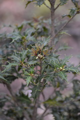 Osmanthus