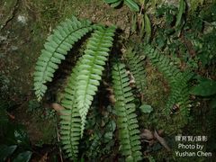 Polystichum hancockii
