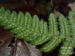 Leptogramma tottoides