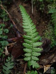 Leptogramma tottoides