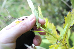 Senecio rufiglandulosus