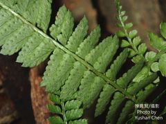 Polystichum hancockii