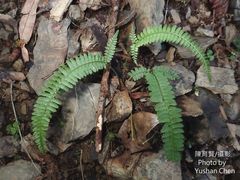 Polystichum hancockii